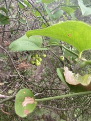 Smilax rotundifolia