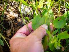 Amelanchier humilis