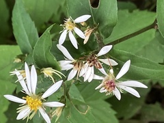 Eurybia