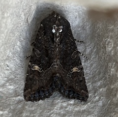 Helotropha reniformis