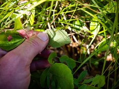 Amelanchier humilis