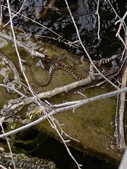 Nerodia sipedon sipedon