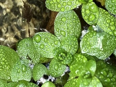 Callitriche