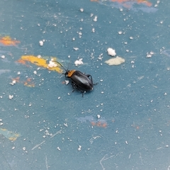 Disonycha triangularis