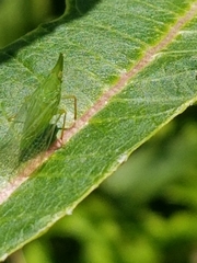 Rhynchomitra microrhina