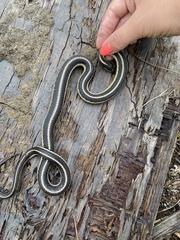 Thamnophis