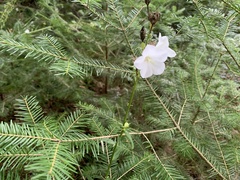 Campanula persicifolia