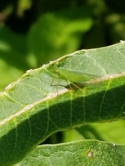 Rhynchomitra microrhina