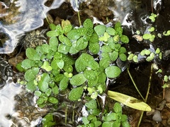 Callitriche