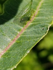 Rhynchomitra microrhina