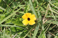 Thunbergia alata