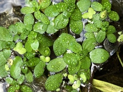 Callitriche