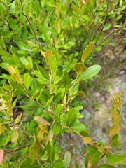 Chamaedaphne calyculata