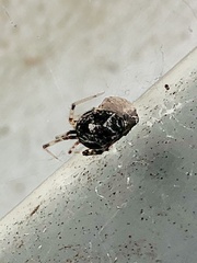 Parasteatoda