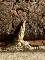 Microcrambus kimballi