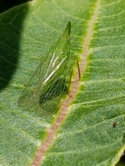 Rhynchomitra microrhina