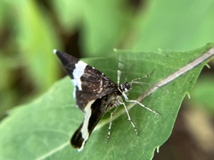 Trichodezia albovittata