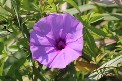 Ipomoea cairica
