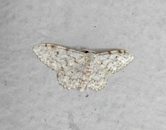 Idaea camparia