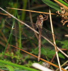 Boyeria vinosa