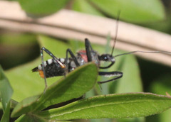 Rhynocoris segmentarius