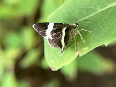 Trichodezia albovittata