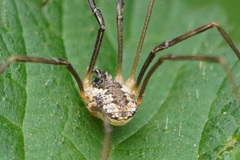 Mitopus