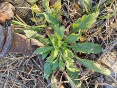 Erigeron bonariensis