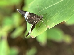 Trichodezia albovittata