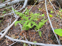 Cystopteris fragilis