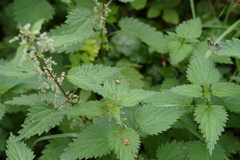 Mitopus