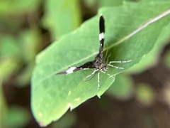 Trichodezia albovittata