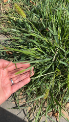 Setaria