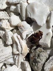 Coleoptera