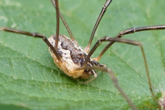 Mitopus