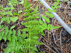 Cystopteris fragilis