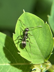 Formica fusca