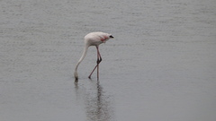 Phoenicopterus roseus
