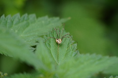 Mitopus
