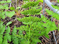 Cystopteris fragilis