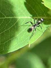 Formica fusca