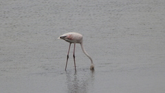 Phoenicopterus roseus