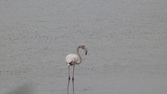Phoenicopterus roseus