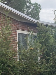 Papilio multicaudata