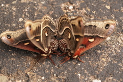 Hyalophora columbia
