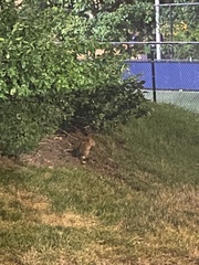 Sylvilagus floridanus