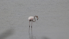 Phoenicopterus roseus