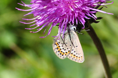 Plebejus idas