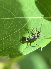 Formica fusca