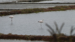 Phoenicopterus roseus